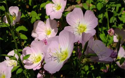 evening primrose extract